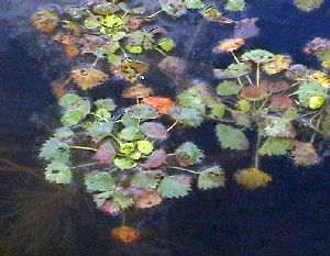 Род TRAPA L. - РОГУЛЬНИК, или ВОДЯНОЙ ОРЕХ.