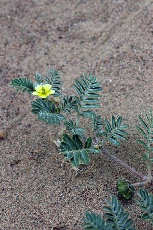 Род TRIBULUS L. - ЯКОРЦЫ.