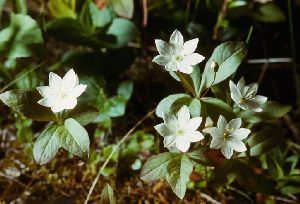 Род TRIENTALIS L. - СЕДМИЧНИК.