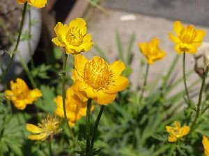 Род TROLLIUS L. - КУПАЛЬНИЦА.