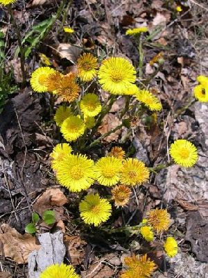 Род TUSSILAGO L. - МАТЬ-И-МАЧЕХА.