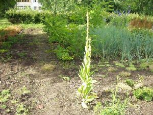 Род VERBASCUM L. - КОРОВЯК.