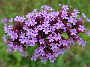 Род VERBENA L. - ВЕРБЕНА.