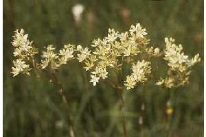 Род ZIGADENUS Michx. - ЗИГАДЕНУС.