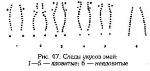 КАК ИЗБЕЖАТЬ УКУСА ЯДОВИТОЙ ЗМЕИ