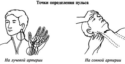 Сердечно-сосудистая система