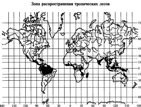 Влажные тропические леса. Краткая физико-географическая характеристика