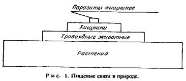 Жизнь тайги