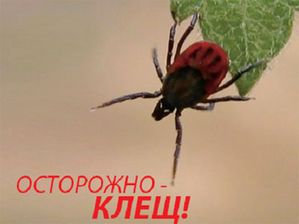 Осторожно, клещ!