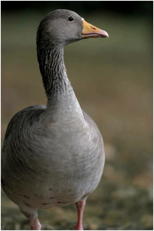 ландская порода гусей. серая утка. цвета гусей. гуси и утки. красивый гусь.