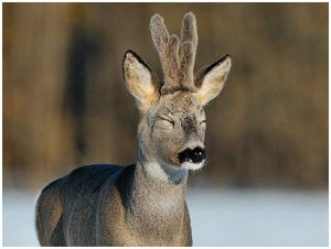 Самокрут для косули