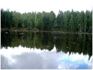 Утятник