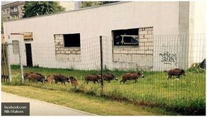 В Риге отловили гуляющих по городу кабанов