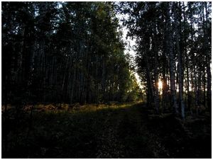Непредсказуемый медведь