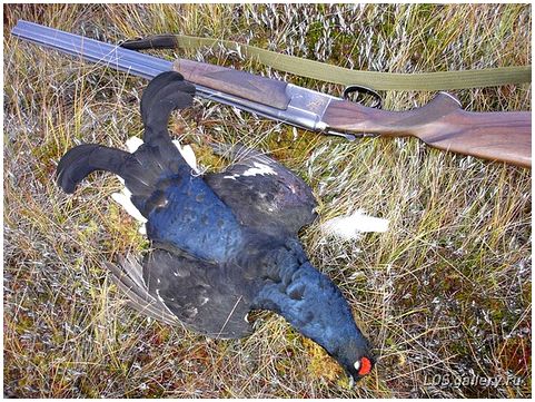 Тетерев. The Black Grouse.