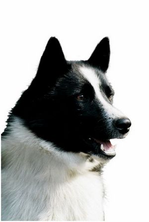 Белка
