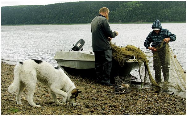 Рыбалка в светлых водах Енисея
