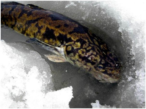 Рыбинское водохранилище: докладывает дежурный по водоему