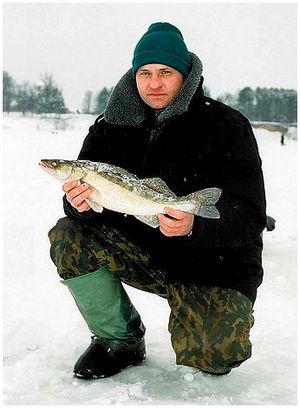 Когда судак активен