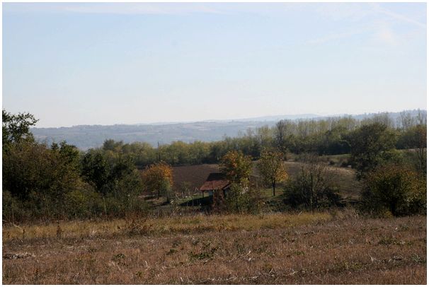 По полям Сербии, за Святым Губертом. (поле, сербии, Сербия, фото, Сербия фото, собака) По полям Сербии, за Святым Губертом.