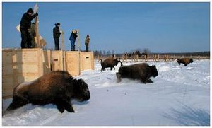 Возвращение лесных бизонов