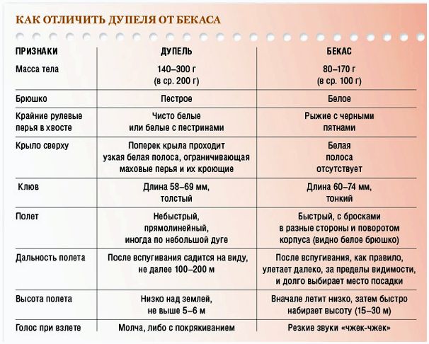Загадки дупелей