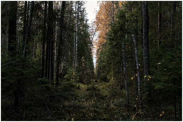 Фотоочерк об охоте на рябчика