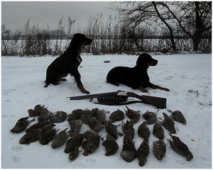 Паштет из дичи