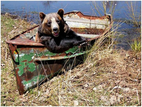 Чьи в лесу шишки?