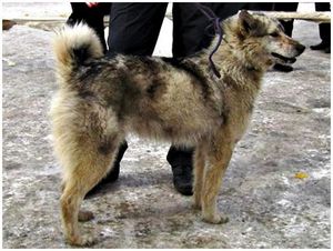 Восточносибирская лайка