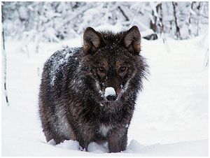 Добыть волка