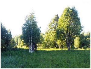 Учет — 2015. Тяга без крови