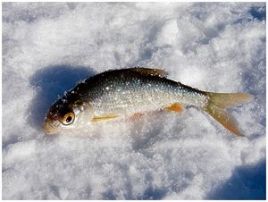 Весенние подвижки плотвы