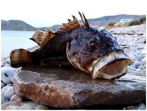 Опасные обитатели моря (море, рыба, мочь, вод, ядовитый, мясо) Опасные обитатели моря