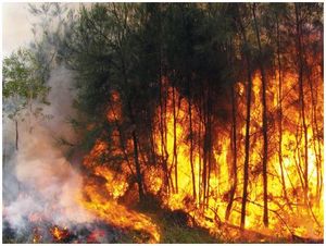 С больной  головы  на здоровую