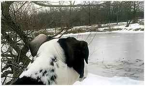 Спасение на водах (спасение, вод, собака, я, глаз) Спасение на водах