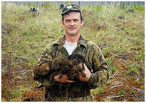 В поисках волчьего логова