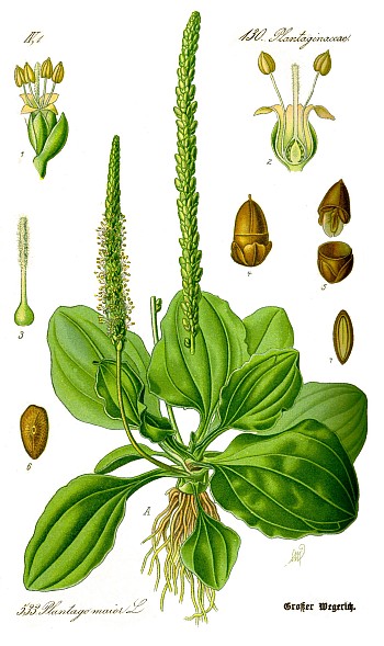 Подорожник большой, Plantago major, попутник, путник, придорожник, дрожник, чирьевая трава, описание, использование при лечении заболеваний.