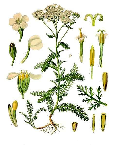 Тысячелистник обыкновенный, Achillea millefolium, солдатская трава, кровавник, порезная трава, живучая трава, описание, использование для лечения заболеваний.