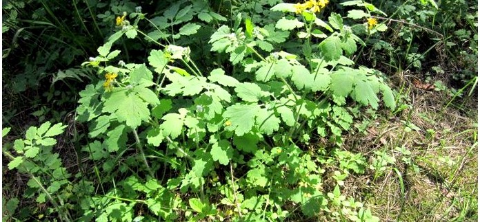 Чистотел большой, Chelidonium majus, описание, использовании при лечении заболеваний в полевых условиях.