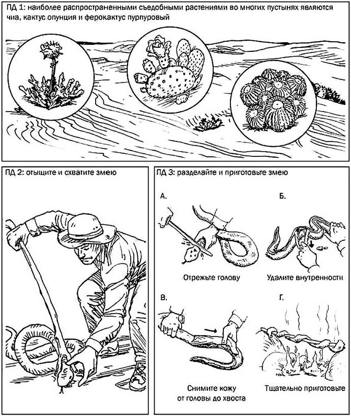 Добыча пропитания в пустыне, приготовление чиа, кактуса опунция и ферокактуса пурпурового, ловля змей для пропитания в пустыне.