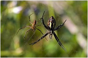 Самые ядовитые пауки, которые населяют наш мир сегодня