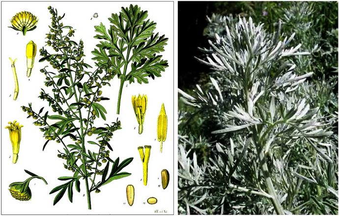 Полынь горькая, ботаническое описание, химический состав, использование в быту, в кулинарии, в современной научной и народной медицине.