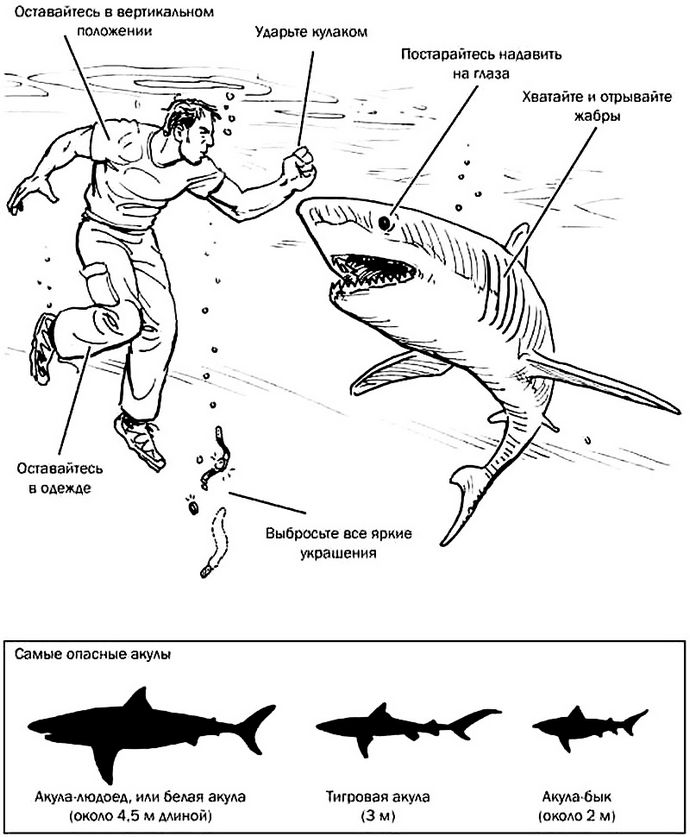 Что делать при нападении акул, несколько кратких советов для неподготовленного человека, какие самые опасные акулы.