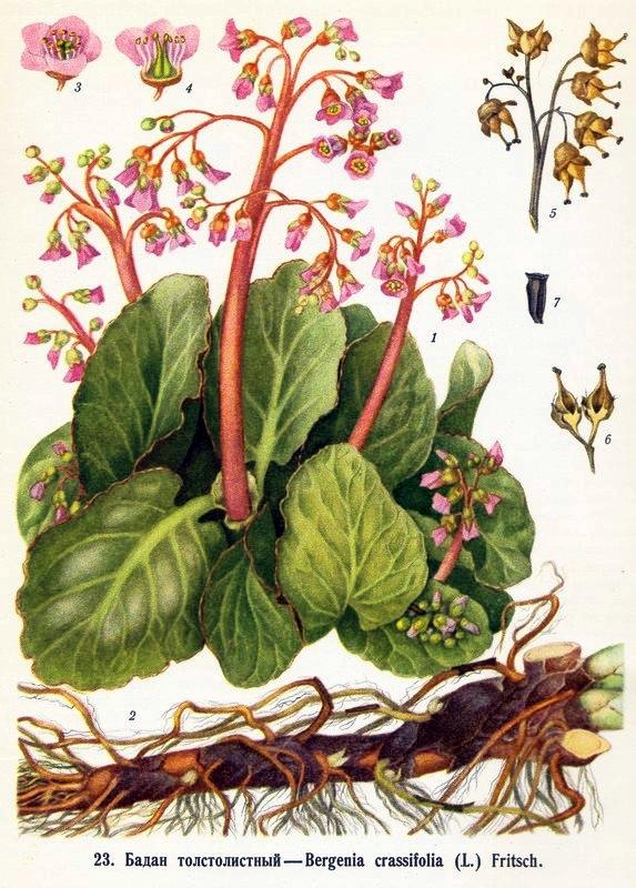 Напиток из листьев бадана толстолистного, Bergenia crassifolia, полезные свойства, порядок сбора листьев, их приготовление, заваривание и хранение.