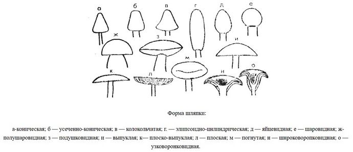 Распознавание и определение шляпочных съедобных грибов по описанию, формы плодовых грибных тел, шляпок и ножек съедобных грибов, определение незнакомых грибов.