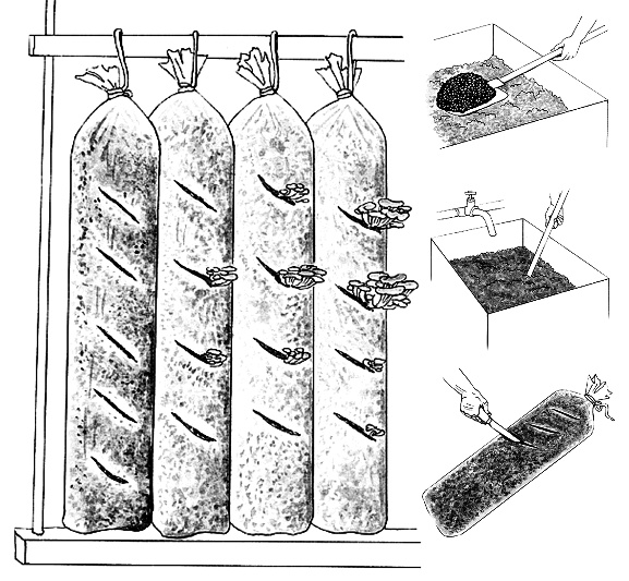 Выращивание гриба вешенки в ящиках или полиэтиленовых мешках, подготовка субстракта, этапы созревания и плодоношения мицелия, сбор урожая.