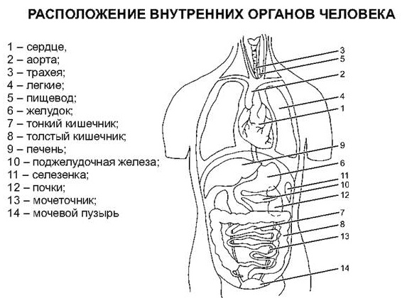 Резервные возможности организма человека, восполнение энергетических затрат за счет питания.