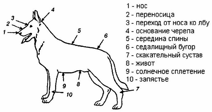 На теле собаки, как и человеческом, есть несколько мест повышенной уязвимости