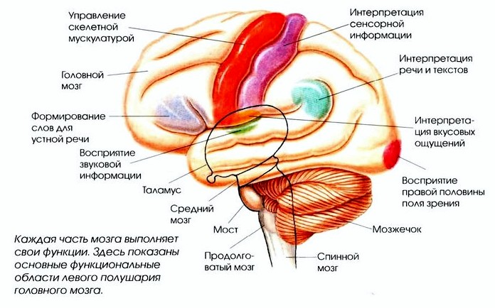 Здесь показаны основные функциональные области левого полушария головного мозга